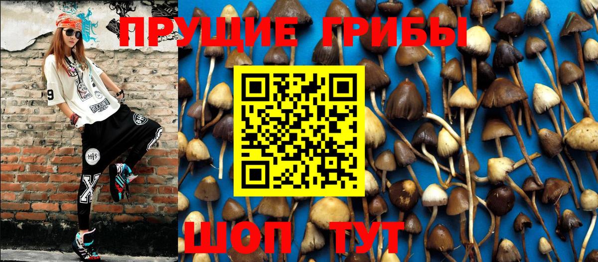 Псилоцибиновые грибы Cubensis Сафоново